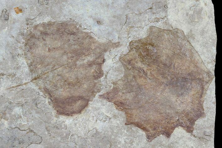 Plate With Two Fossil Poplar (Populus) Leaves - Nebraska #119345